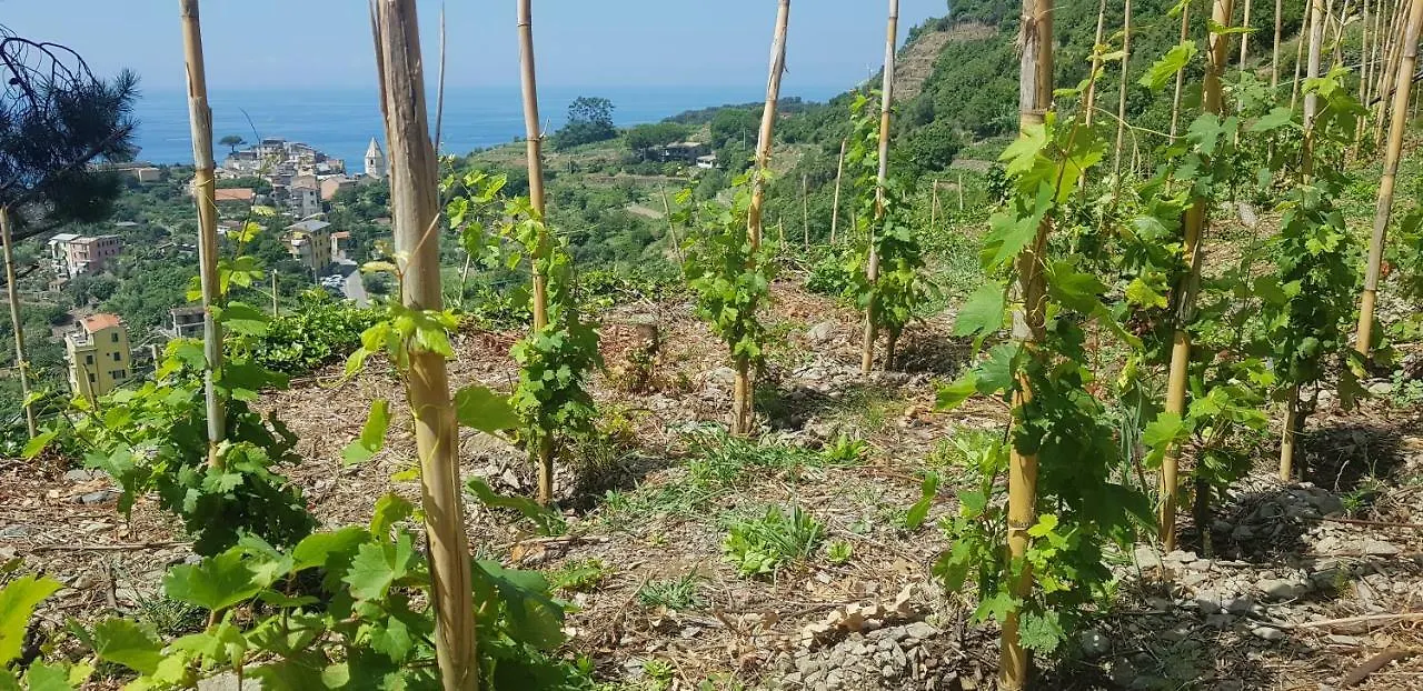 Il Soppalco Bed & Breakfast Corniglia